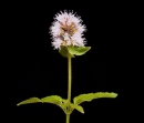 whole  : nom scientifique : Mentha aquatica L. , Mentha , Lamiaceae 