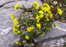 whole  : nom scientifique : Draba aizoidea St.-Lag. , Draba , Brassicaceae 