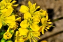 flower  : nom scientifique : Draba aizoidea St.-Lag. , Draba , Brassicaceae 