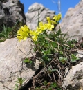 whole  : nom scientifique : Draba aizoidea St.-Lag. , Draba , Brassicaceae 