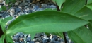 leaf  : nom scientifique : Saponaria officinalis L. , Saponaria , Caryophyllaceae 
