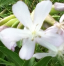 flower  : nom scientifique : Saponaria officinalis L. , Saponaria , Caryophyllaceae 