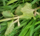 stemleaf :