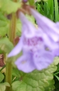 flower :