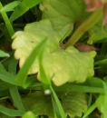 leaf :