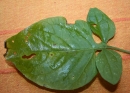 leaf  : nom scientifique : Solanum dulcamara L. , Solanum , Solanaceae 