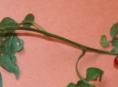 stemleaf  : nom scientifique : Solanum dulcamara L. , Solanum , Solanaceae 
