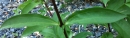 stemleaf  : nom scientifique : Saponaria officinalis L. , Saponaria , Caryophyllaceae 