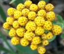 flower  : nom scientifique :  Achillea ageratum L.
 , Achillea L. , Asteraceae Bercht. & J. Presl 