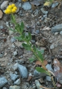 whole  : nom scientifique :  Achillea ageratum L.
 , Achillea L. , Asteraceae Bercht. & J. Presl 