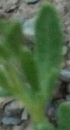 leaf  : nom scientifique :  Achillea ageratum L.
 , Achillea L. , Asteraceae Bercht. & J. Presl 