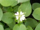 flower : nom scientifique : Cerastium fontanum Baumg. , Cerastium , Caryophyllaceae