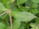 leaf : nom scientifique : Cerastium fontanum Baumg. , Cerastium , Caryophyllaceae