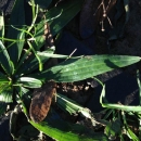 leaf :