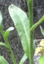 leaf  : nom scientifique : Calendula officinalis L. , Calendula , Asteraceae 