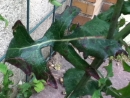 leaf : nom scientifique : Sonchus oleraceus L. , Sonchus , Asteraceae