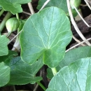 leaf  : nom scientifique : Ranunculus ficaria L. , Ranunculus , Ranunculaceae 