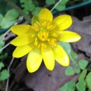 flower  : nom scientifique : Ranunculus ficaria L. , Ranunculus , Ranunculaceae 