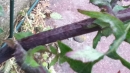 stemleaf : nom scientifique : Sonchus oleraceus L. , Sonchus , Asteraceae