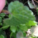 leaf :