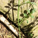 stemleaf  : nom scientifique : Cardamine hirsuta L. , Cardamine , Brassicaceae 