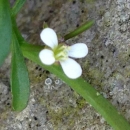 flower  : nom scientifique : Cardamine hirsuta L. , Cardamine , Brassicaceae 