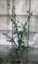 whole : nom scientifique : Sonchus oleraceus L. , Sonchus , Asteraceae