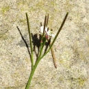 flower  : nom scientifique : Cardamine hirsuta L. , Cardamine , Brassicaceae 