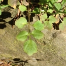 leaf  : nom scientifique : Cardamine hirsuta L. , Cardamine , Brassicaceae 