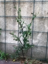 environment : nom scientifique : Sonchus oleraceus L. , Sonchus , Asteraceae