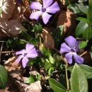 whole : nom scientifique : Vinca minor L. , Vinca , Apocynaceae