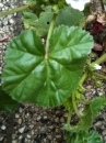 leaf : nom scientifique : Malva neglecta Wallr. , Malva , Malvaceae