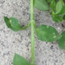 stemleaf  : nom scientifique : Cerastium glomeratum Thuill. , Cerastium , Caryophyllaceae 