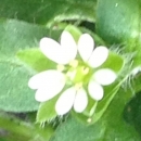 flower  : nom scientifique : Cerastium glomeratum Thuill. , Cerastium , Caryophyllaceae 