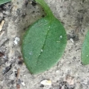 leaf  : nom scientifique : Cerastium glomeratum Thuill. , Cerastium , Caryophyllaceae 