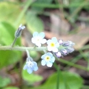 flower  : nom scientifique : Myosotis sylvatica Ehrh. ex Hoffm. , Myosotis , Boraginaceae 