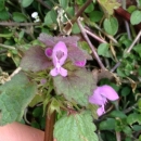 flower  : nom scientifique : Lamium purpureum L. , Lamium , Lamiaceae 