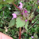 stemleaf  : nom scientifique : Lamium purpureum L. , Lamium , Lamiaceae 