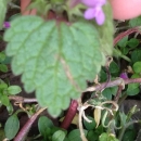 leaf  : nom scientifique : Lamium purpureum L. , Lamium , Lamiaceae 