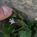 stemleaf  : nom scientifique : Cymbalaria muralis G. Gaertn., B. Mey. & Scherb. , Cymbalaria , Plantaginaceae 