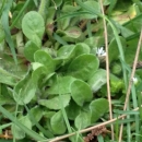 leaf  : nom scientifique : Bellis perennis L. , Bellis , Asteraceae 