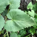 leaf  : nom scientifique : Lunaria annua L. , Lunaria , Brassicaceae 