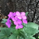 flower  : nom scientifique : Lunaria annua L. , Lunaria , Brassicaceae 