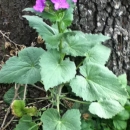 whole  : nom scientifique : Lunaria annua L. , Lunaria , Brassicaceae 