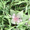 whole  : nom scientifique : Lamium purpureum L. , Lamium , Lamiaceae 