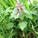 whole  : nom scientifique : Lamium purpureum L. , Lamium , Lamiaceae 