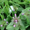 flower  : nom scientifique : Lamium purpureum L. , Lamium , Lamiaceae 