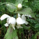flower  : nom scientifique : Lamium album L. , Lamium , Lamiaceae 