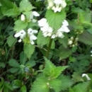 whole  : nom scientifique : Lamium album L. , Lamium , Lamiaceae 