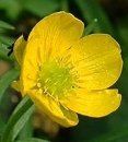 flower  : nom scientifique : Ranunculus auricomus L. , Ranunculus , Ranunculaceae 